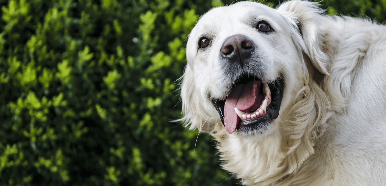 CBD pro lepší psyhickou pohodu